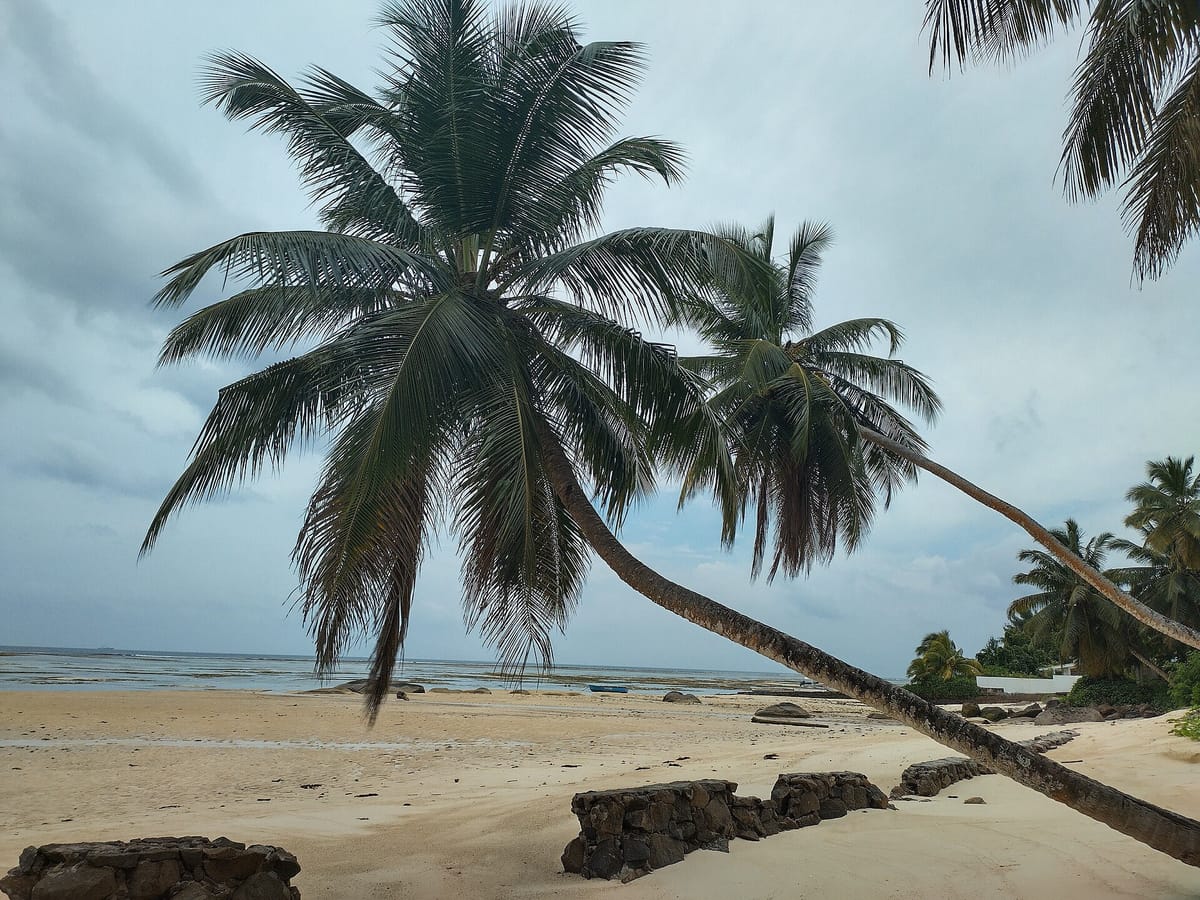 Palm-lined Seychelles beach