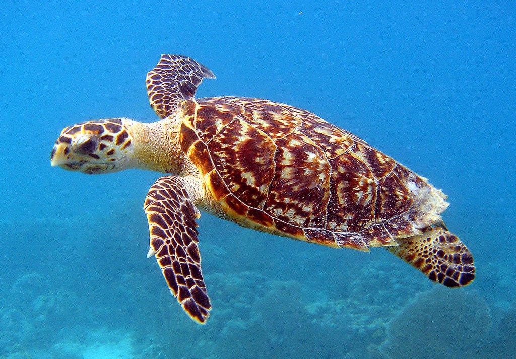 Sea turtle gliding over a reef